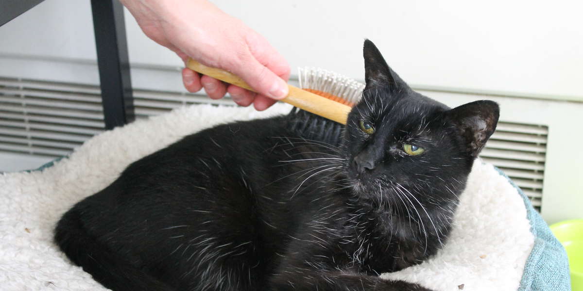 Elderly Blind Cat Who Lost Her Family Needs A Forever Home - The Dodo