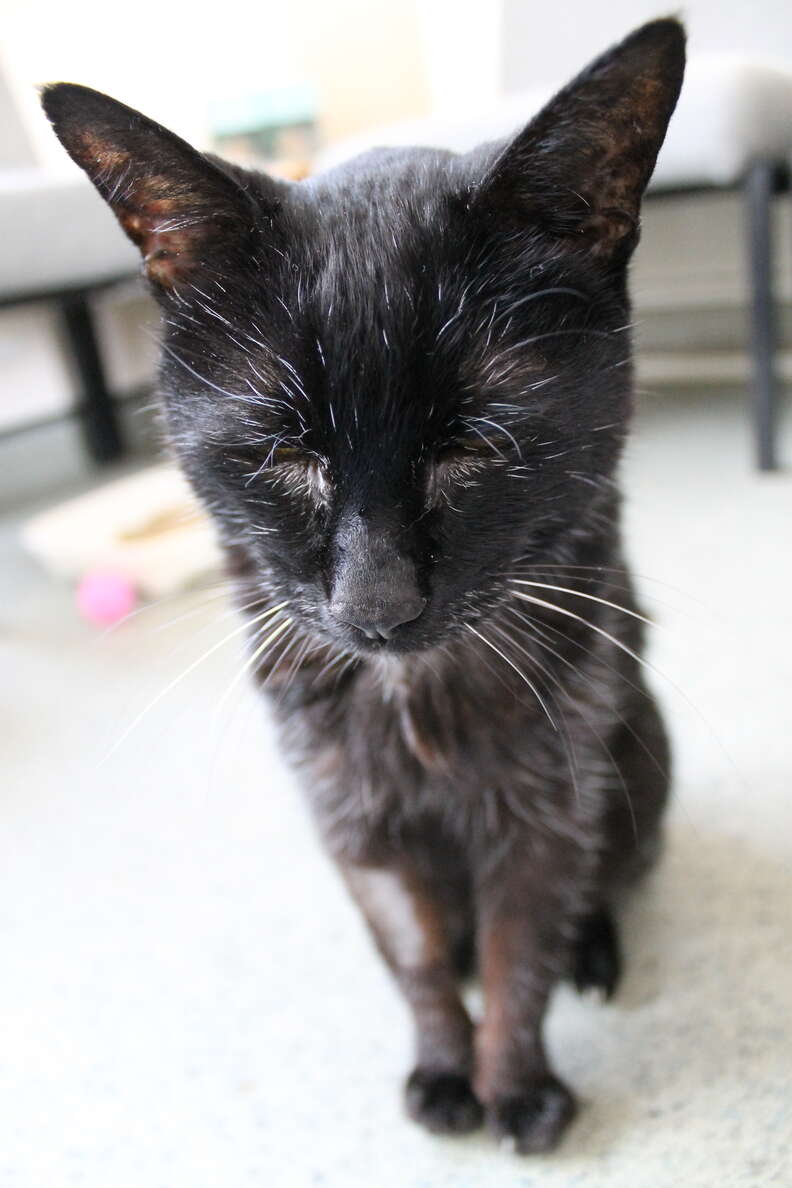 Elderly Blind Cat Who Lost Her Family Needs A Forever Home - The Dodo