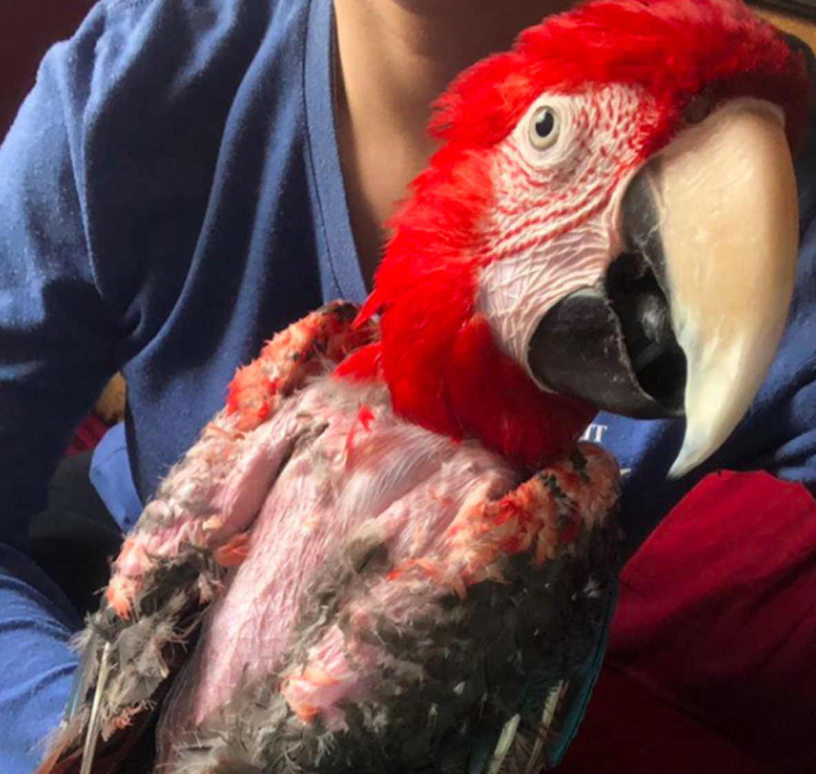 Lonely Pet Parrot Who Lived In A Basement For 15 Years Is Finally Free ...
