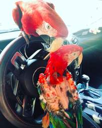 parrot rescue