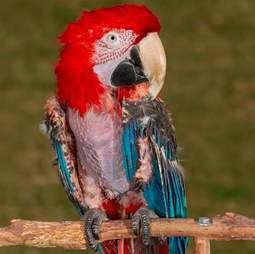 rescue parrot