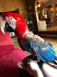 rescue parrot