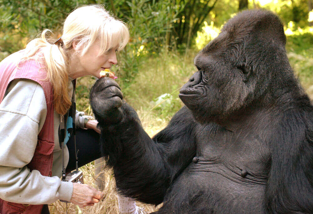 Woman with Koko the gorilla