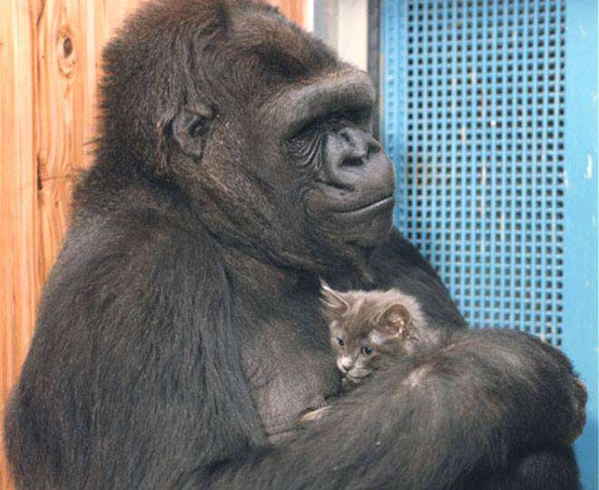 Gorilla holding kitten