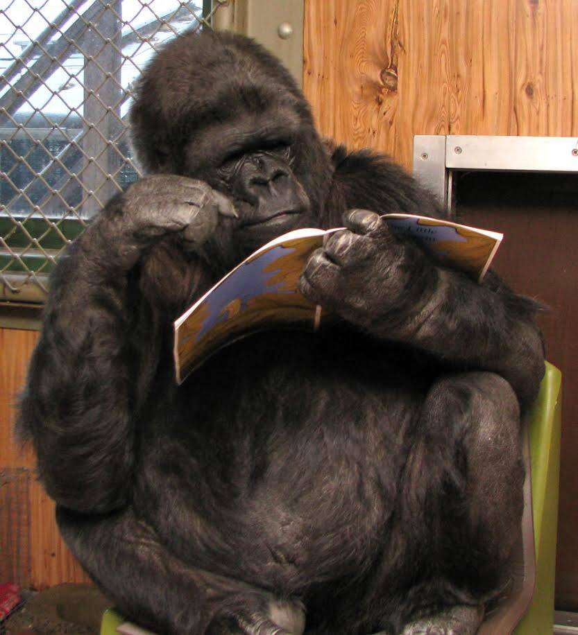 Captive gorilla reading a book