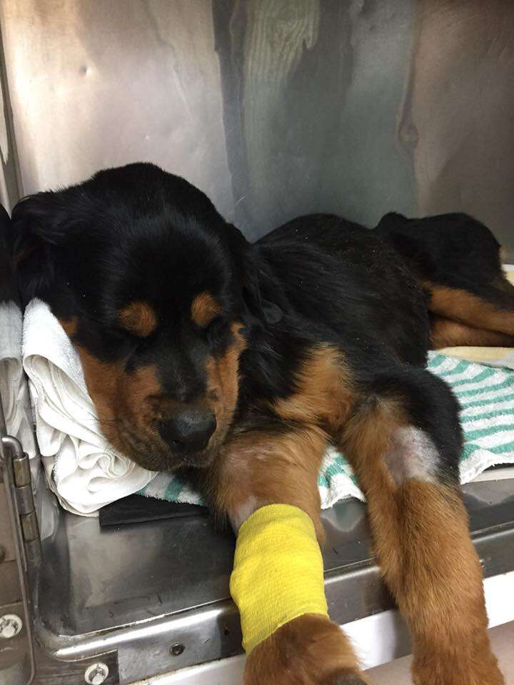 rottweiler dumped florida