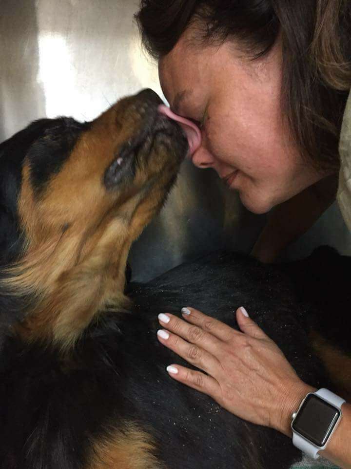 rottweiler dumped rescue florida paralyzed