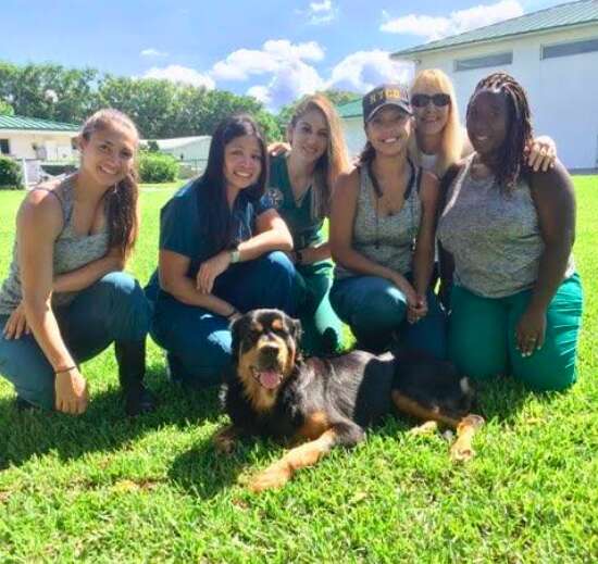 Paralyzed Dog Abandoned At Dumpster Never Thought Anyone Would Find Her - Breaking USA News