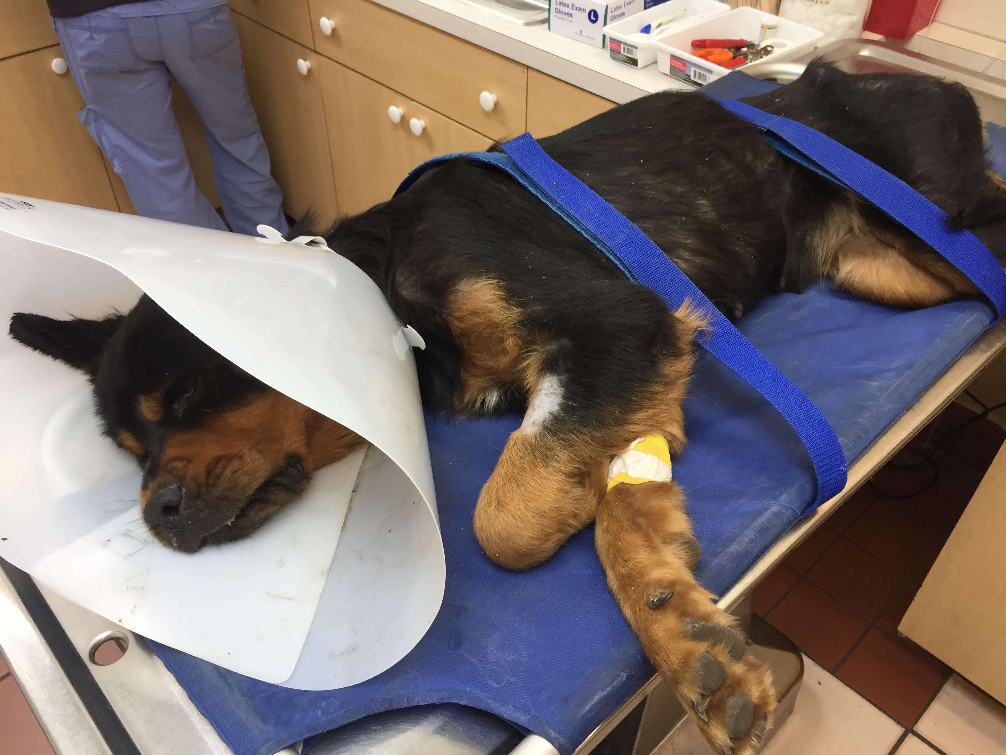 rottweiler dumped florida