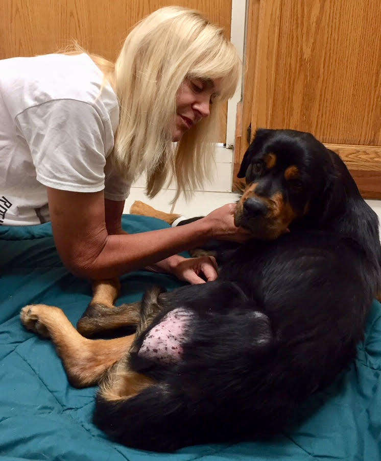 rottweiler rescue florida