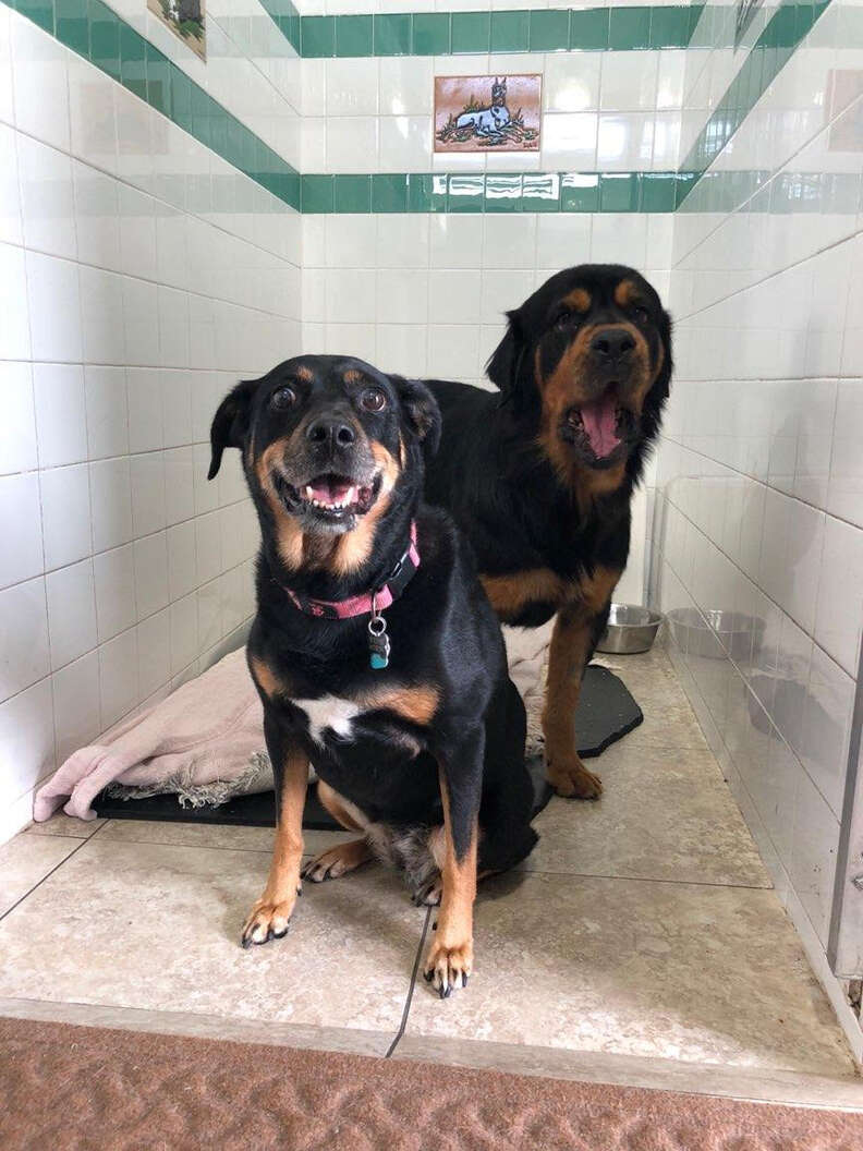 Paralyzed Dog Abandoned At Dumpster Never Thought Anyone Would Find Her - Breaking USA News