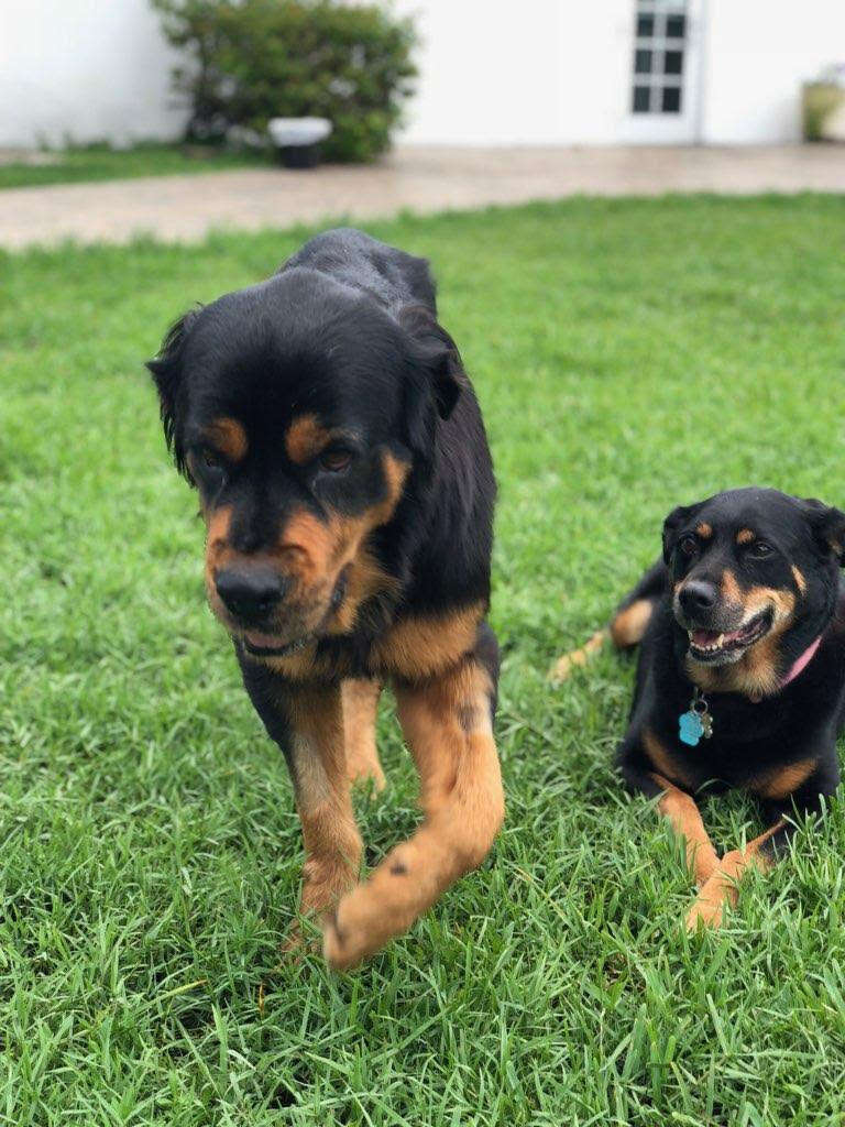 rottweiler rescue florida