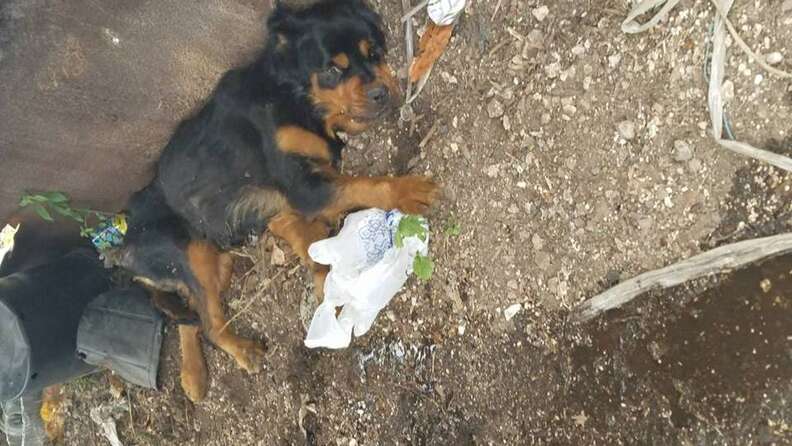 Paralyzed Dog Abandoned At Dumpster Never Thought Anyone Would Find Her - Breaking USA News