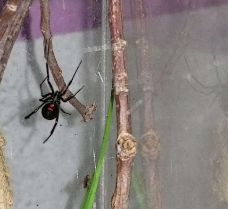 black widow spider pet