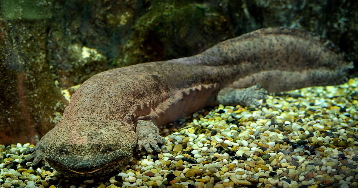 Chinese Giant Salamanders Are Now Critically Endangered - The Dodo