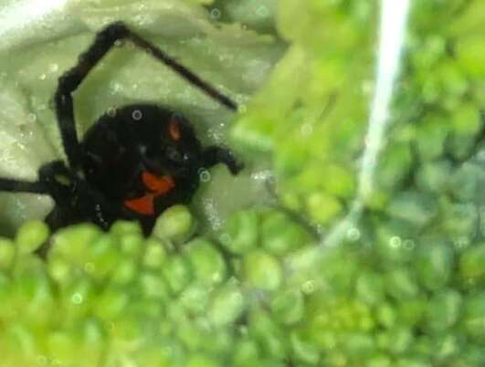 black widow spider 