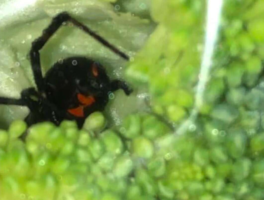 Man Finds Black Widow Spider In His Broccoli — And Saves Her Life - The ...