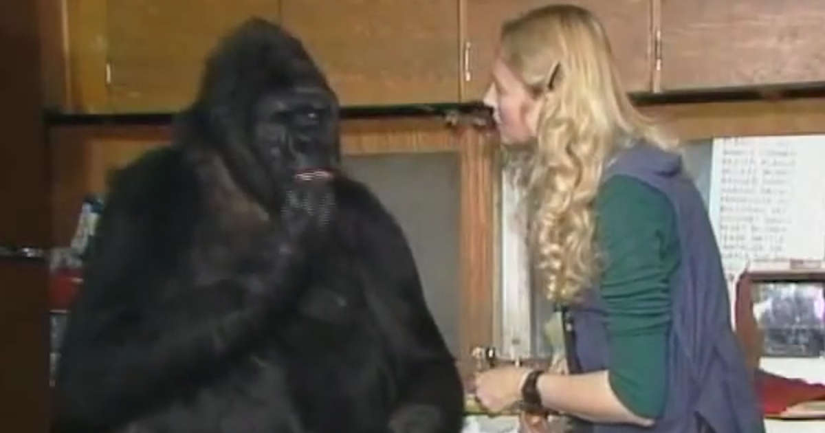 Koko the Signing Gorilla Dies at 46 Years Old - NowThis
