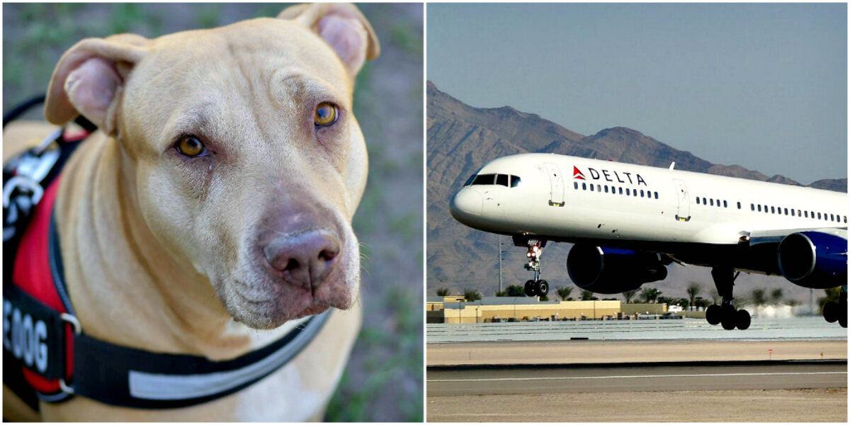 Delta fashion airlines service dog