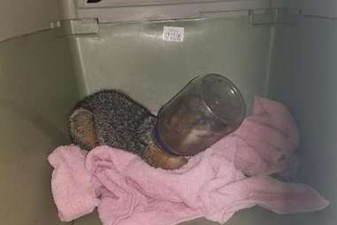 Wild fox with head in jar gets help from rescuers