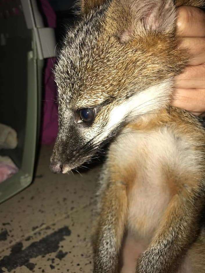 Wild baby fox free from jar