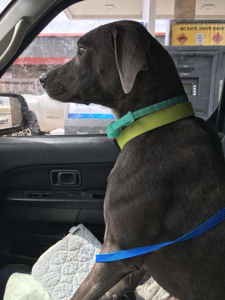 Dog sitting in front seat of car