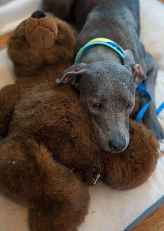 Dog cuddling with teddy bear