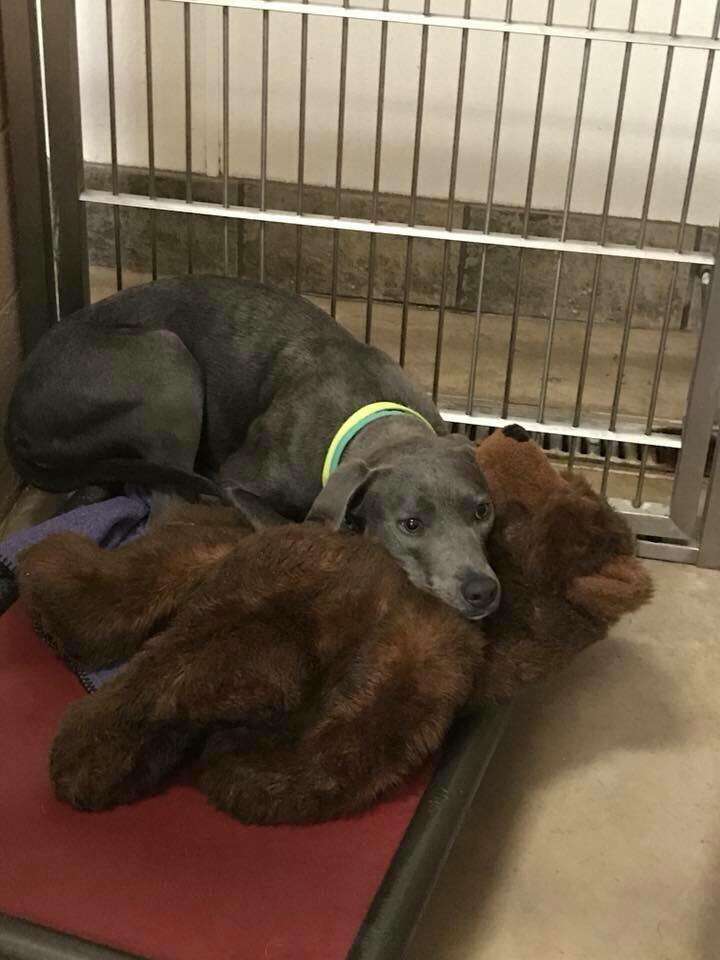 Blue lacy dog cuddling with teddy bear