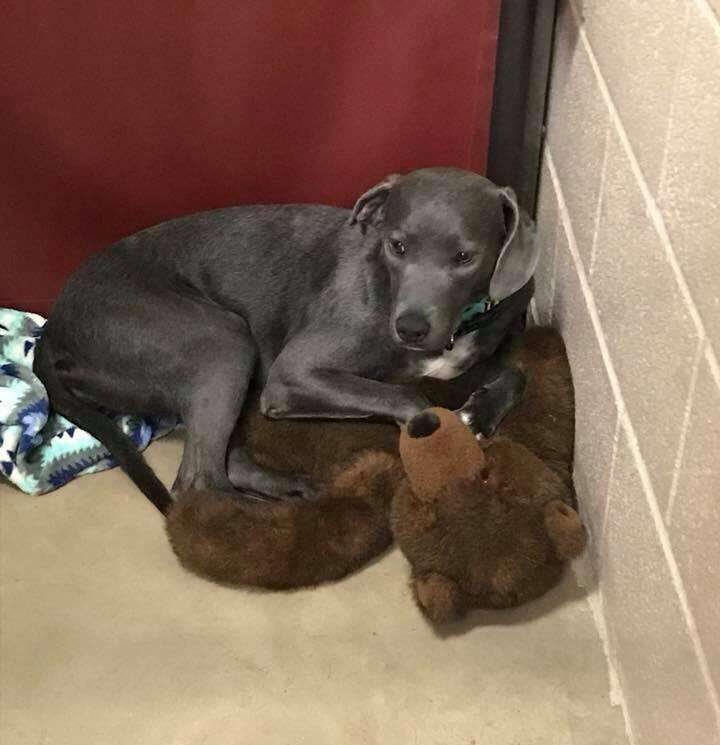 Dog sitting in corner of kennel with teddy bear
