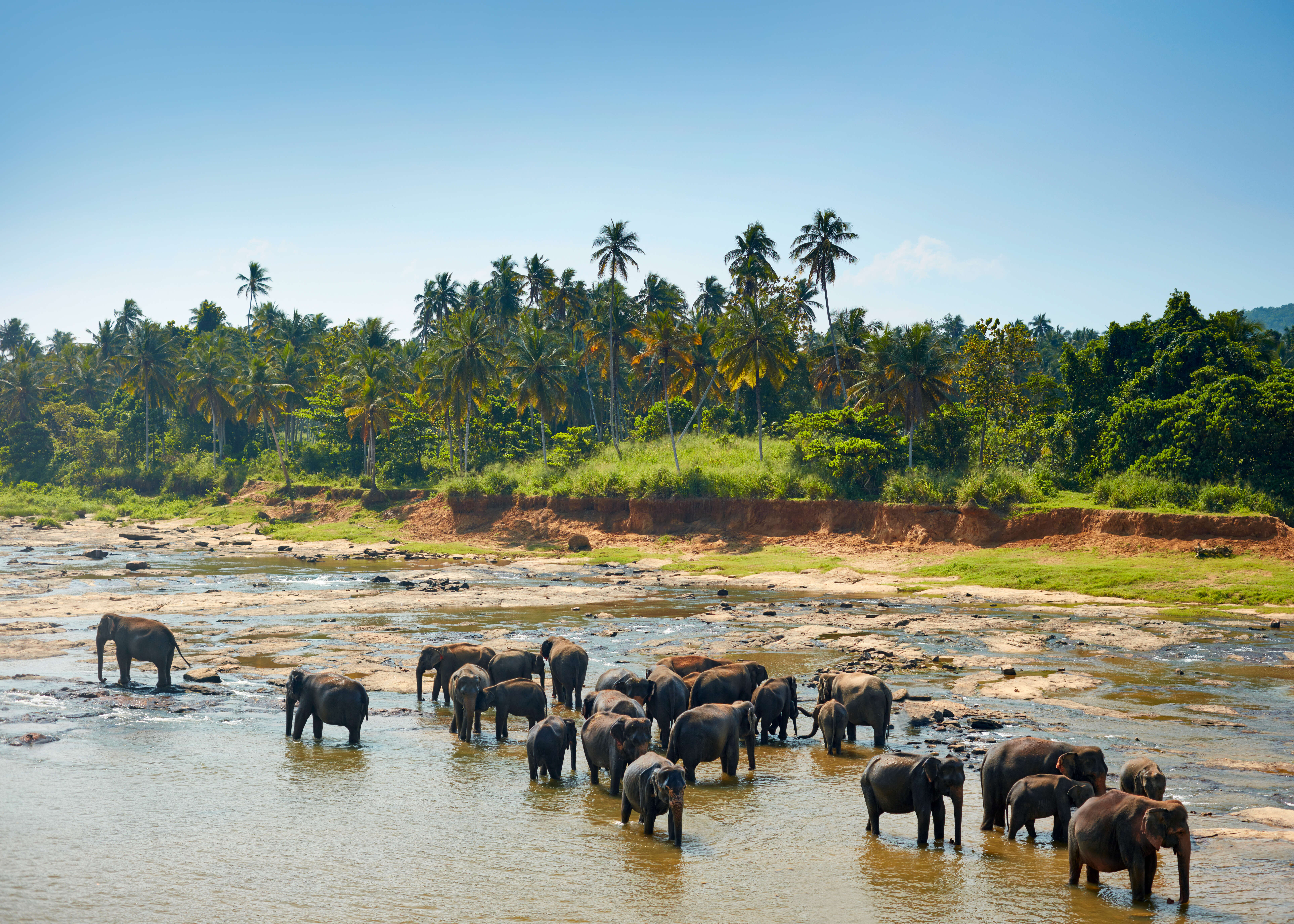 elephants 