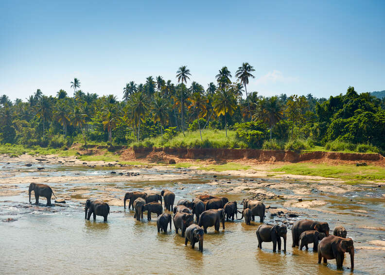 elephants