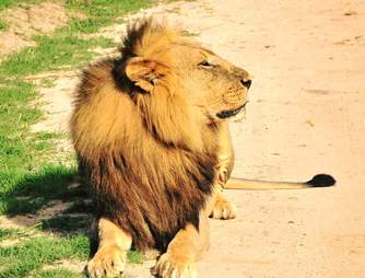 African lion in Hwange National Park