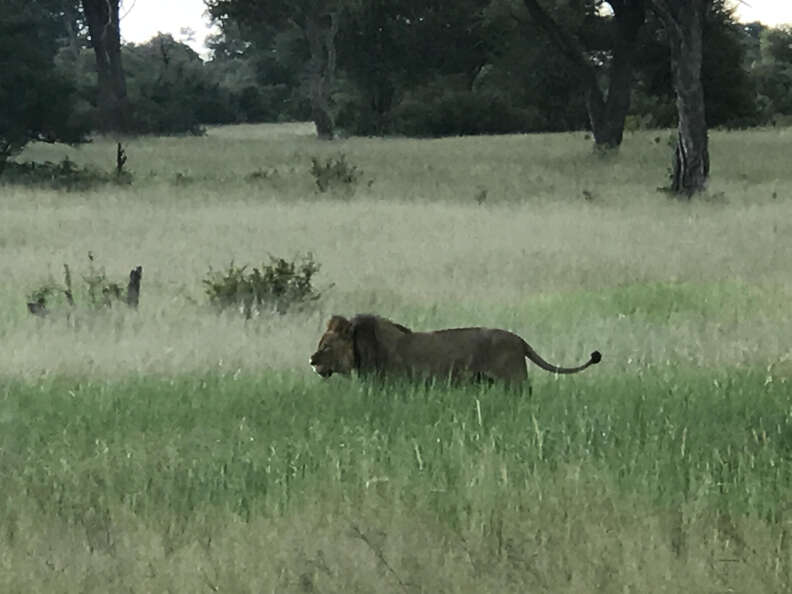 Lion walking through tall grasses