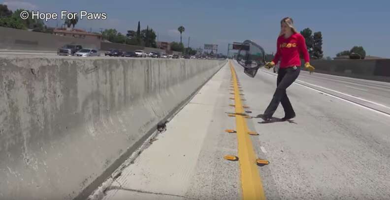 kitten thrown onto highway