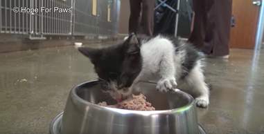 kitten thrown onto highway