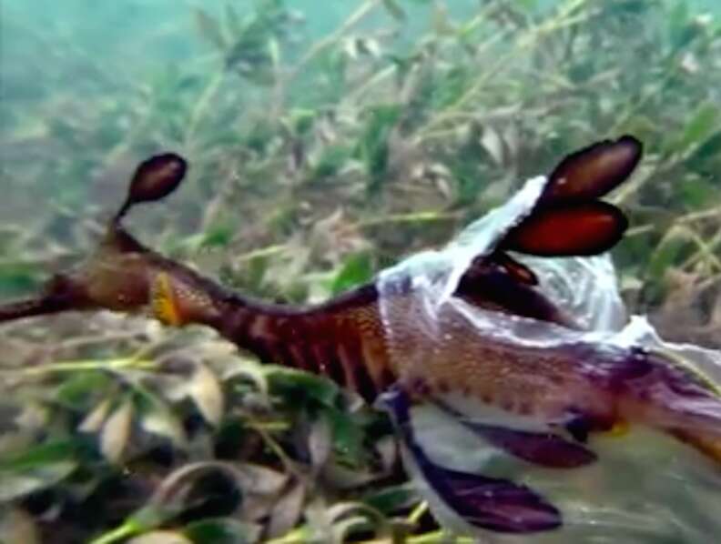 Sea dragon caught in plastic bag