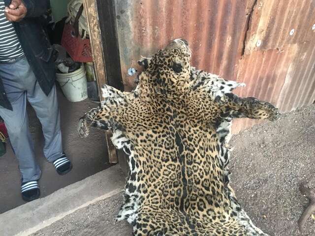 Jaguar pelt believed to be Yo'oko's 