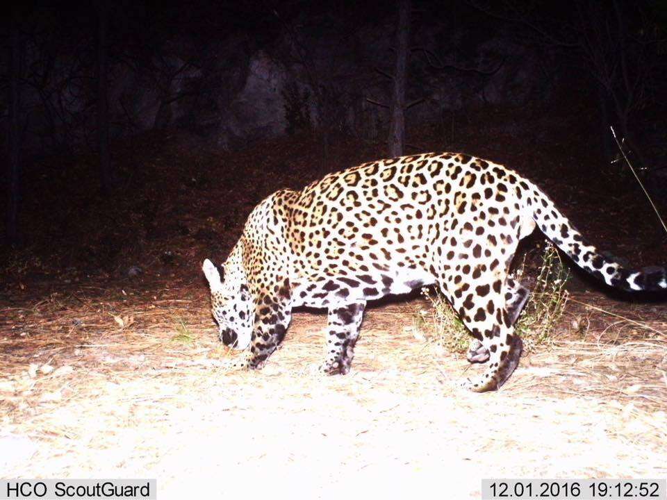 Y'oko the jaguar