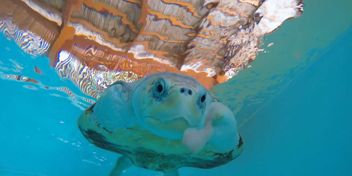 Sea Turtle Lost Her Flippers Because She Got Tangled In A Net - Videos ...