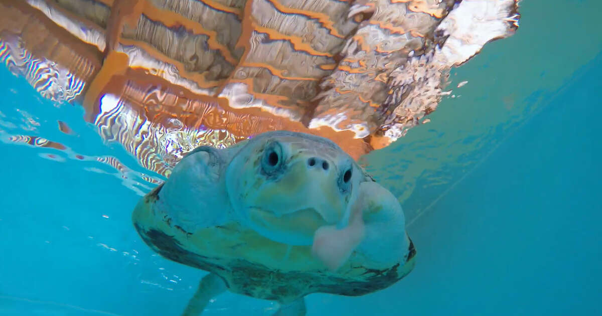 Sea Turtle Lost Her Flippers Because She Got Tangled In A Net - Videos ...