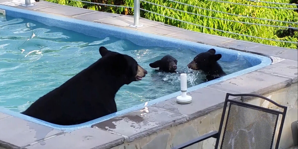 Mama Bear Sneaks Into Pool With Cubs - Videos - The Dodo