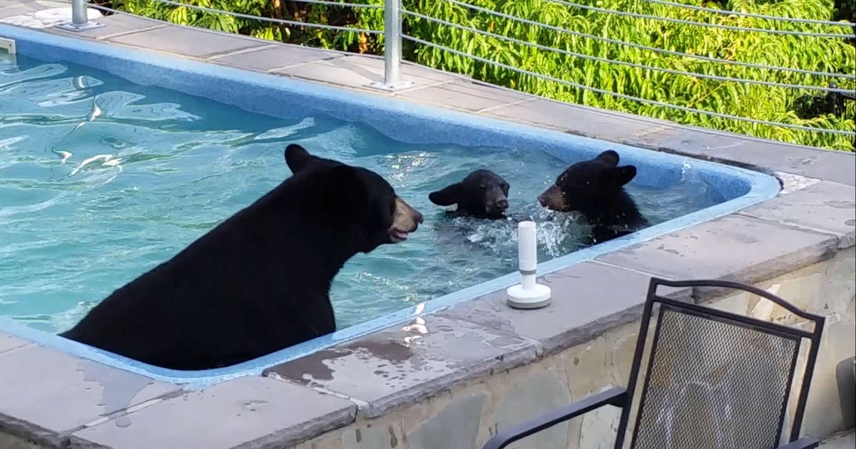 Mama Bear Sneaks Into Pool With Cubs - Videos - The Dodo