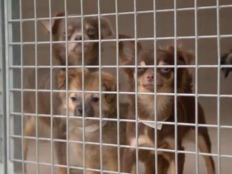 82 chihuahuas found inside home