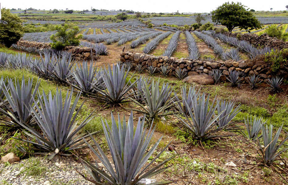 What Is Tequila Made From? Why Blue Weber Is the Only Agave in Tequila