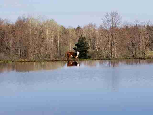 Runaway calf who lived in woods for a year
