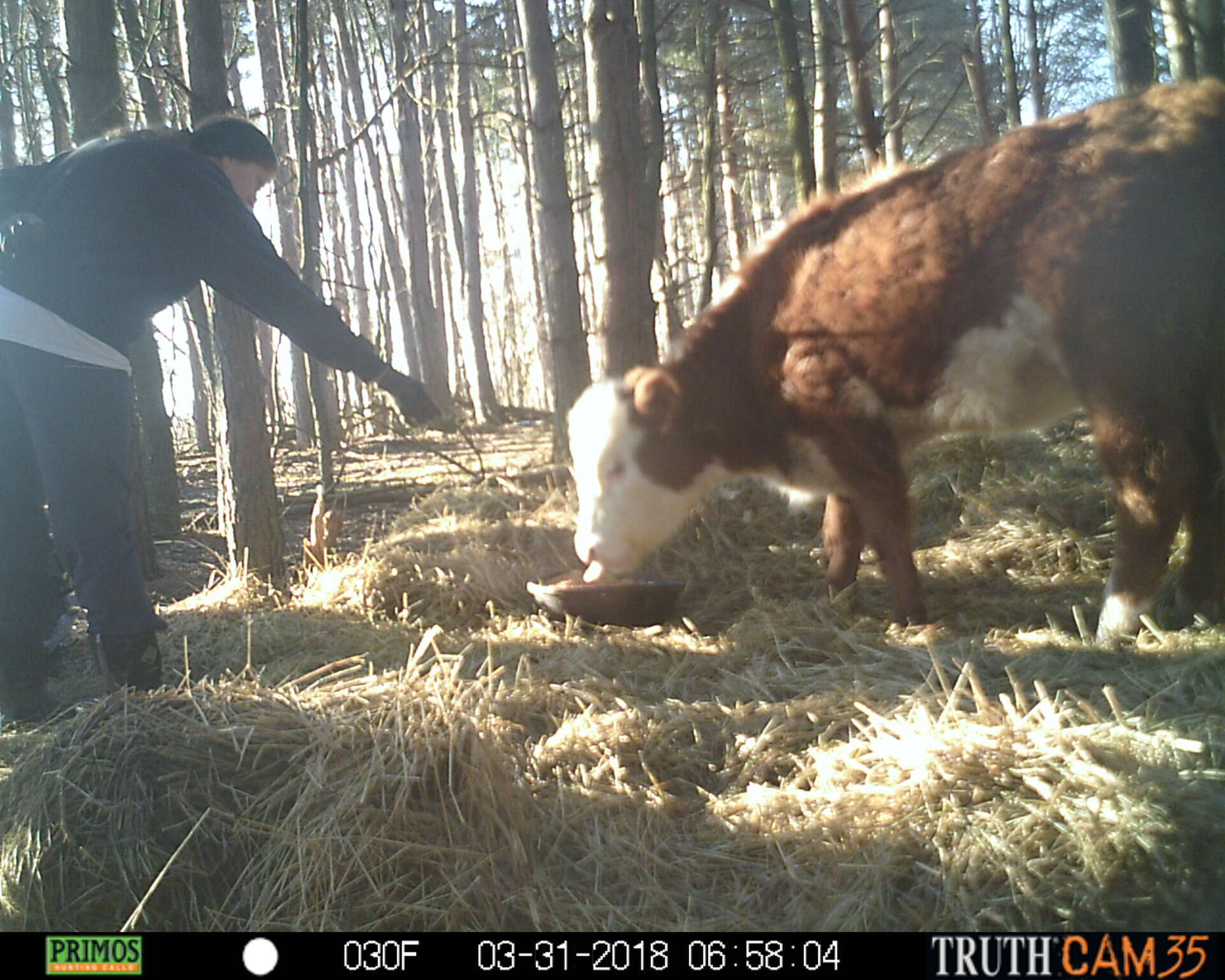 Resident feeding cow who lived in the woods