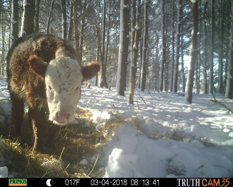 Baby cow raised by family of wild deer in upstate New York