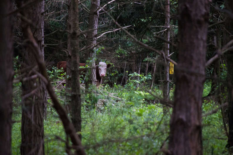 Runaway calf who lived in the woods for a year