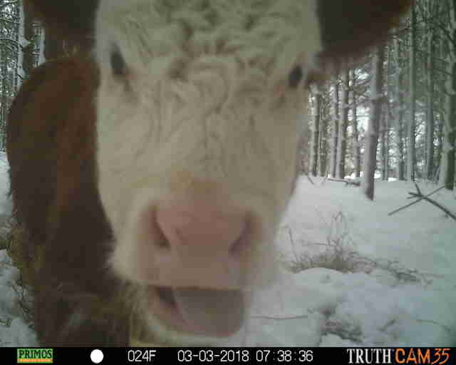 Runaway calf who lived in woods with wild deer