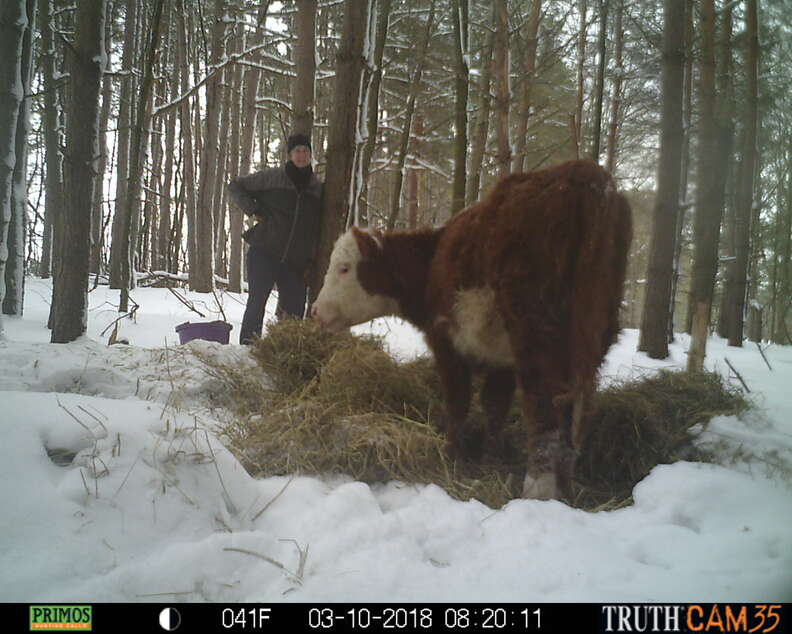 Runaway calf who lived in woods for a year